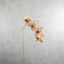 Load image into Gallery viewer, Orchid Vari Green 68cm
