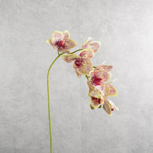 Load image into Gallery viewer, Orchid Vari Green 68cm
