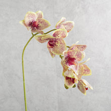 Load image into Gallery viewer, Orchid Vari Green 68cm
