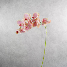 Load image into Gallery viewer, Orchid Soft Pink 78cm

