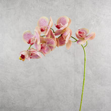 Load image into Gallery viewer, Orchid Soft Pink 78cm

