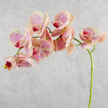 Load image into Gallery viewer, Orchid Soft Pink 78cm
