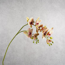 Load image into Gallery viewer, Orchid 0004 84cm
