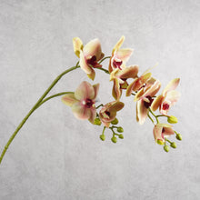 Load image into Gallery viewer, Orchid 0004 84cm
