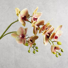 Load image into Gallery viewer, Orchid 0004 84cm
