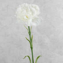 Load image into Gallery viewer, Carnation Single White 48cm
