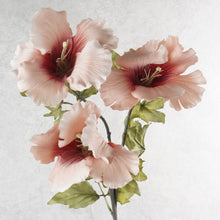 Load image into Gallery viewer, Hibiscus Pale Pink 82cm
