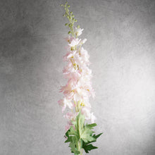 Load image into Gallery viewer, Delphinium Pink 120cm
