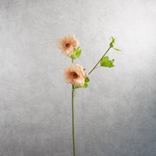 Load image into Gallery viewer, Malvaceae Peach 55cm
