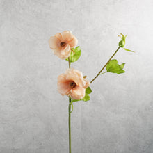 Load image into Gallery viewer, Malvaceae Peach 55cm

