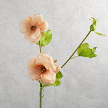 Load image into Gallery viewer, Malvaceae Peach 55cm

