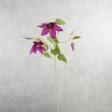 Load image into Gallery viewer, Clematis Mauve 70cm
