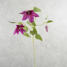 Load image into Gallery viewer, Clematis Mauve 70cm
