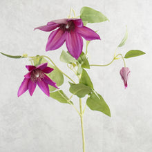 Load image into Gallery viewer, Clematis Mauve 70cm

