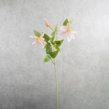 Load image into Gallery viewer, Clematis Pink 70cm

