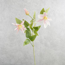 Load image into Gallery viewer, Clematis Pink 70cm
