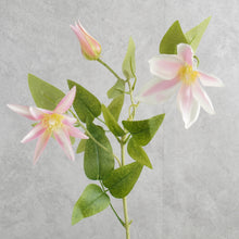 Load image into Gallery viewer, Clematis Pink 70cm
