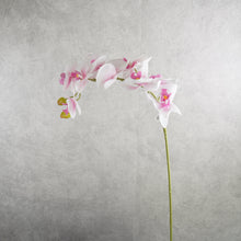 Load image into Gallery viewer, Orchid Pink 95cm
