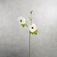 Load image into Gallery viewer, Malvaceae White 56cm
