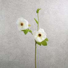 Load image into Gallery viewer, Malvaceae White 56cm
