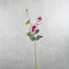 Load image into Gallery viewer, Lisianthus Purple 70m
