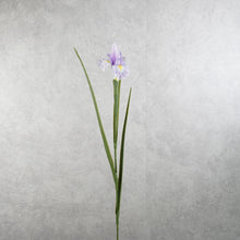Load image into Gallery viewer, Iris Light Purple 70cm
