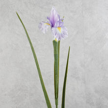 Load image into Gallery viewer, Iris Light Purple 70cm
