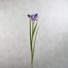 Load image into Gallery viewer, Iris Purple 70cm
