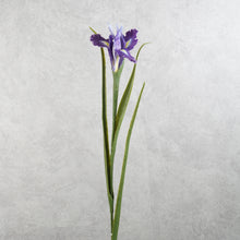 Load image into Gallery viewer, Iris Purple 70cm
