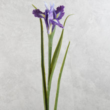 Load image into Gallery viewer, Iris Purple 70cm
