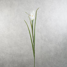 Load image into Gallery viewer, Iris White 70cm
