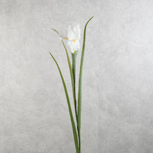 Load image into Gallery viewer, Iris White 70cm
