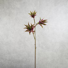 Load image into Gallery viewer, Dracaena Purple Green 82CM

