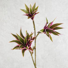 Load image into Gallery viewer, Dracaena Purple Green 82CM
