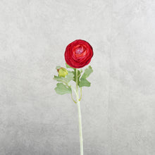 Load image into Gallery viewer, Ranunculus Burgundy

