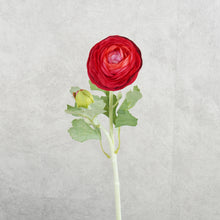 Load image into Gallery viewer, Ranunculus Burgundy
