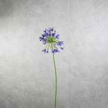 Load image into Gallery viewer, Agapanthus Purple 73cm

