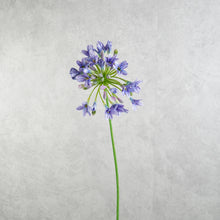 Load image into Gallery viewer, Agapanthus Purple 73cm
