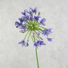 Load image into Gallery viewer, Agapanthus Purple 73cm
