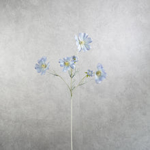 Load image into Gallery viewer, Cosmos Light Blue 60cm
