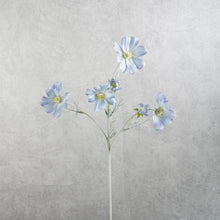 Load image into Gallery viewer, Cosmos Light Blue 60cm
