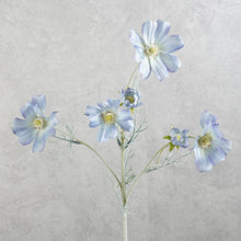 Load image into Gallery viewer, Cosmos Light Blue 60cm
