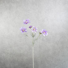 Load image into Gallery viewer, Cosmos Light Purple 60cm
