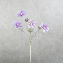 Load image into Gallery viewer, Cosmos Light Purple 60cm
