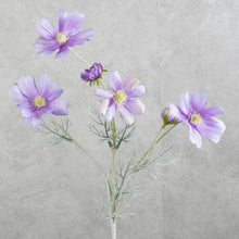 Load image into Gallery viewer, Cosmos Light Purple 60cm
