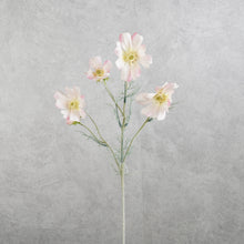 Load image into Gallery viewer, Cosmos Light Pink 60cm
