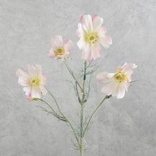 Load image into Gallery viewer, Cosmos Light Pink 60cm

