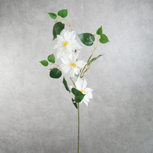Load image into Gallery viewer, Clematis 3 Heads White 80cm
