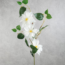 Load image into Gallery viewer, Clematis 3 Heads White 80cm

