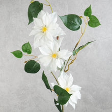 Load image into Gallery viewer, Clematis 3 Heads White 80cm
